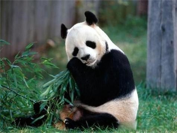 大熊猫为什么是我国独有的动物 它到底经历了什么