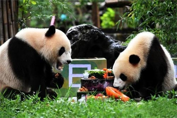 大熊猫为什么是我国独有的动物 它到底经历了什么