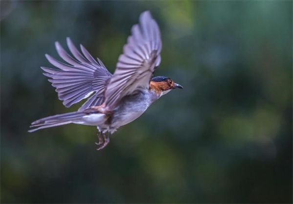 地球上可能存在超音速飞行的鸟吗