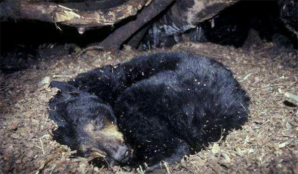 冬眠的熊会不会被狼群发现并拖出来吃掉 为什么