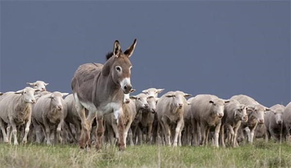 牧民用驴来守护羊群 而不是用牧羊犬 是真的吗 为什么