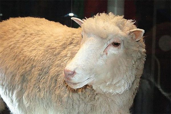 为什么克隆羊多莉死后 我们很少听到克隆动物的消息了