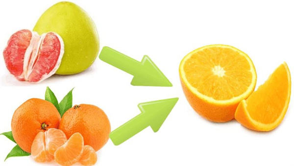 橙子是橘子和柚子杂交而来的 为什么它们没有生殖隔离
