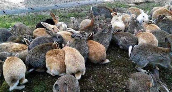 把100只家兔放生野外几年后会发生什么为什么
