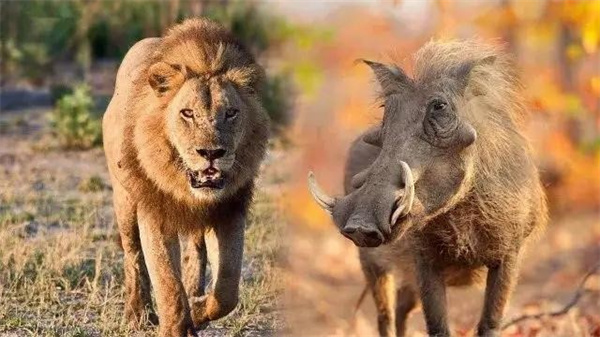 野猪能不能打过狮子 为什么