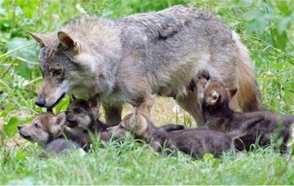 失去幼崽的母狼真的会抚养人类的婴儿吗 为什么