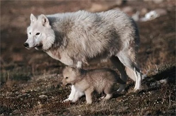 失去幼崽的母狼真的会抚养人类的婴儿吗 为什么