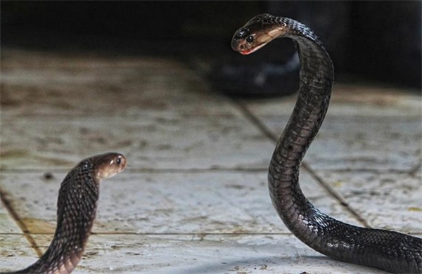两条剧毒的眼镜蛇互相撕咬 它们会不会被毒死 为什么