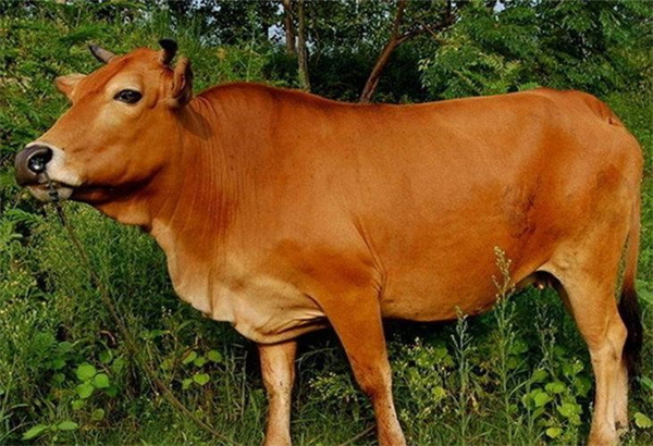 黄牛和水牛能不能杂交产生后代 为什么