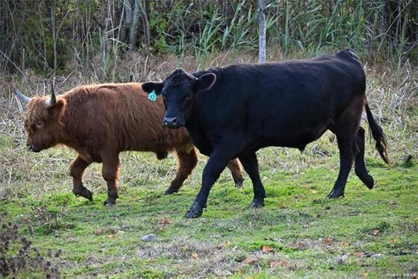 黄牛和水牛能不能杂交产生后代 为什么