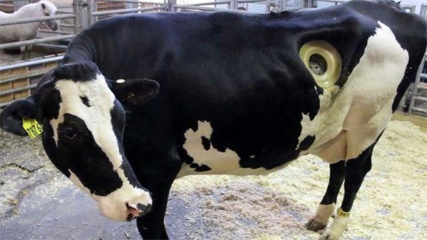 美国奶牛的身上都有一个洞这是否科学 为什么没被推广