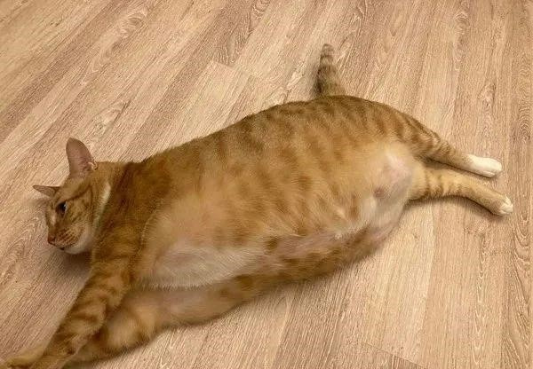 宠物猫咪的肚子发胀会是什么原因
