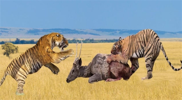 把100头老虎放入非洲大草原 能否取代狮子的位置 为什么   