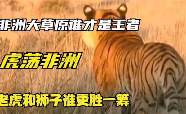 把100头老虎放入非洲大草原 能否取代狮子的位置 为什么   