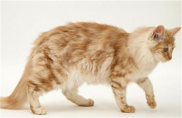 安哥拉猫怎么预防糖尿病 猫咪糖尿病预防方法