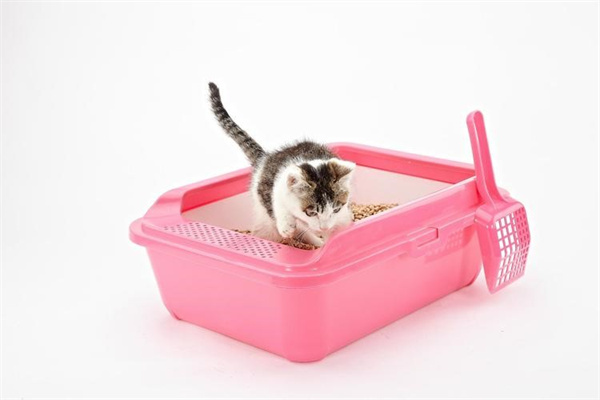 关于猫咪的猫砂盆要怎么选择和清理