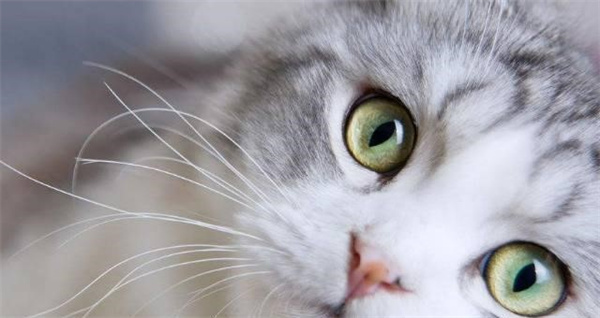 猫咪向你眨眼睛是什么意思