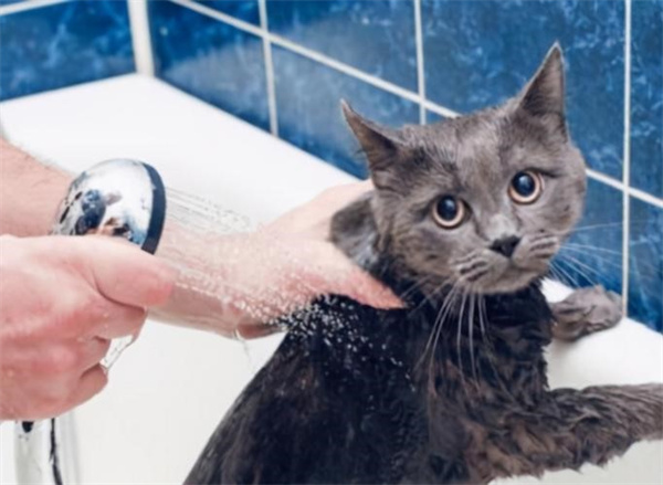 猫咪怕水不愿意洗澡怎么办