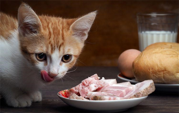 威尔斯猫吃什么 威尔斯猫喂食要点