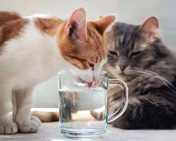 关于猫咪每天喝水的注意事项