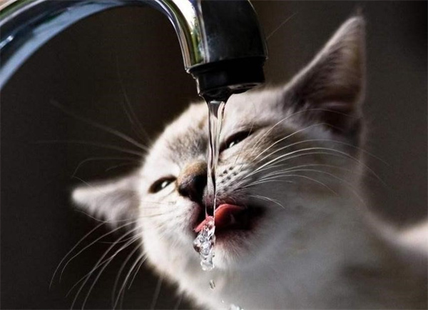 关于猫咪每天喝水的注意事项
