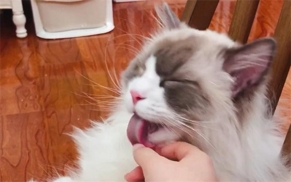 为什么布偶猫喜欢给自己舔毛