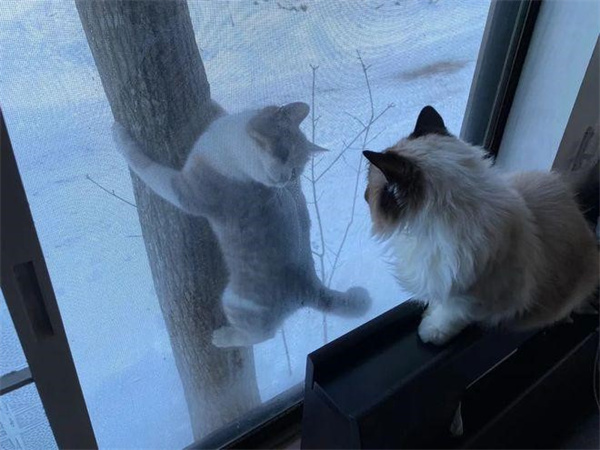 家里的宠物猫咪会自己跳窗吗
