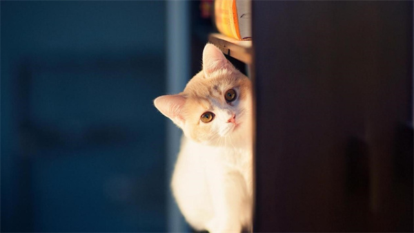 家里的宠物猫咪会自己跳窗吗