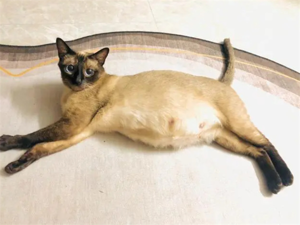 暹罗猫怀孕症状有哪些