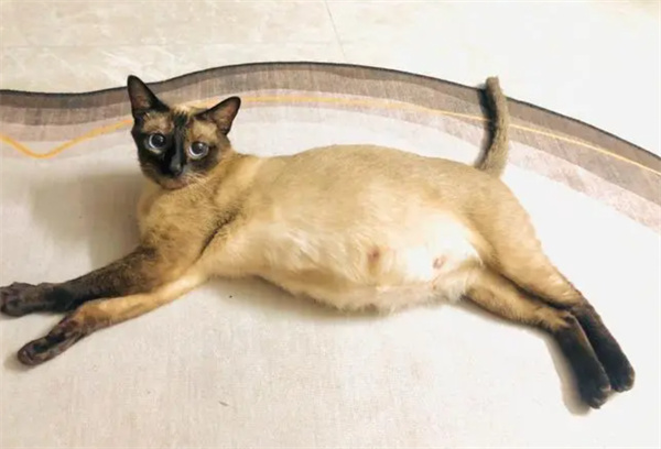  暹罗猫怀孕的特征有哪些