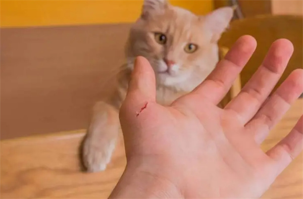 被猫抓伤怎么治疗 猫咪抓伤治疗方法