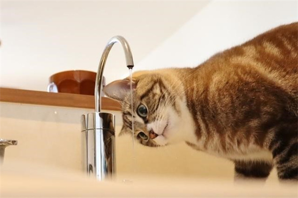 猫用蜂蜜水比例 记得要适量