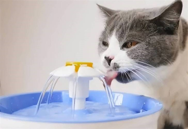 猫用蜂蜜水比例 记得要适量