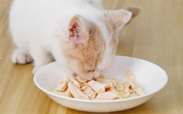 鸡胸肉给猫吃需要煮几分钟