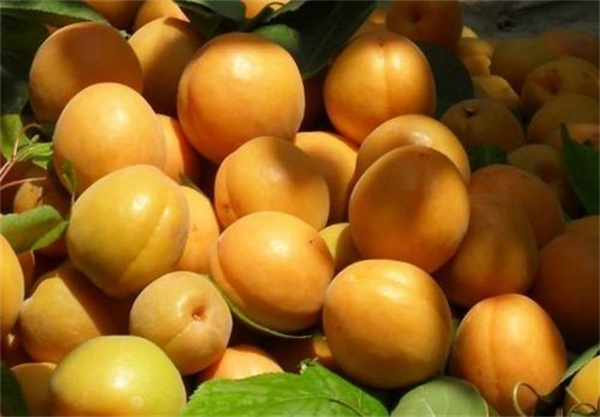 冰极鲜杏