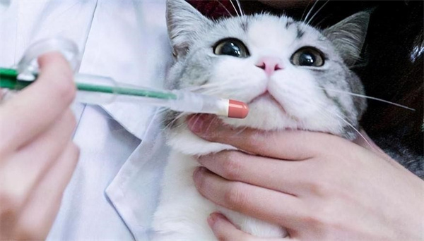 猫咪必备应急药 这些药你都准备了吗