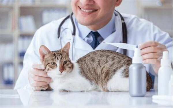 猫咪外驱要注意什么好 驱虫药物需要注意正确使用