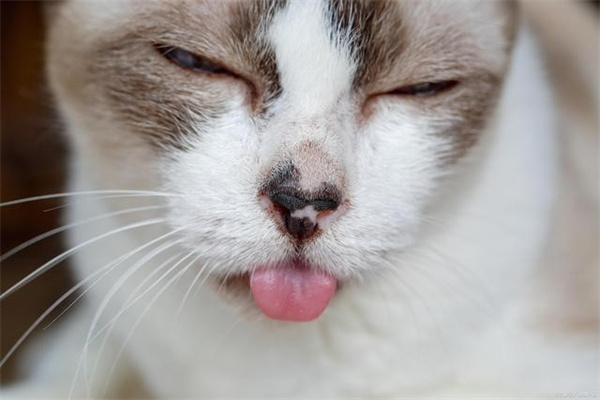 猫咪流口水鼻涕 可能是感冒造成的