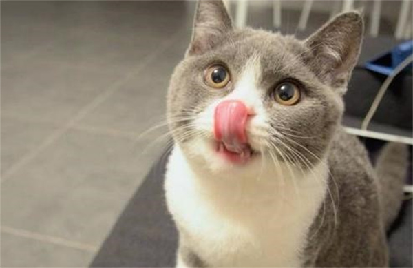猫咪流口水鼻涕 可能是感冒造成的