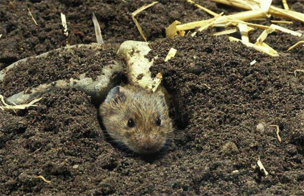 田鼠在洞里存粮一存就是几个月 粮食为什么不会发芽