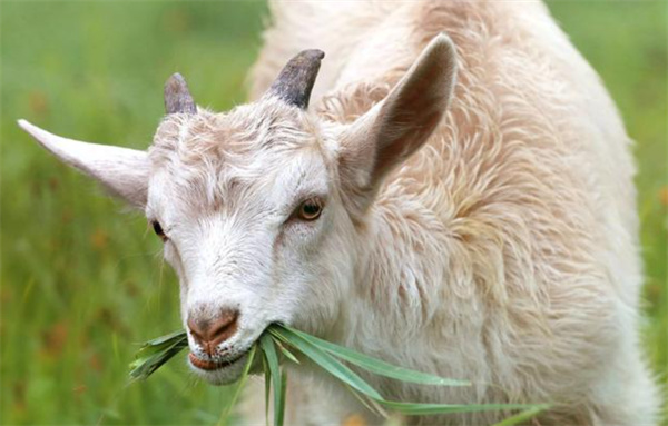 羊为什么喜欢吃草 连干草都能嚼得津津有味
