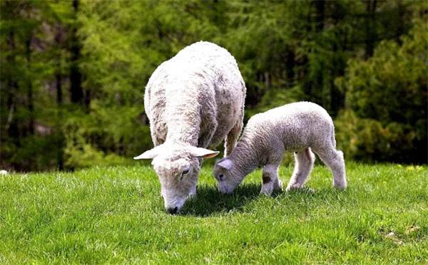 羊为什么喜欢吃草 连干草都能嚼得津津有味