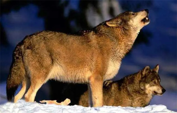 为什么在众多的食肉动物中 只有野猫和狼被人类驯化了