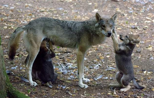 为什么在众多的食肉动物中 只有野猫和狼被人类驯化了