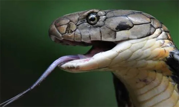 剧毒的眼镜蛇为什么不是“百蛇之王” 谁才是真正的百蛇之王