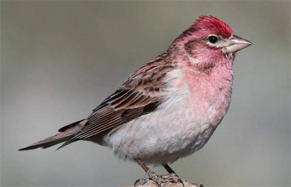 鸟类真的是雄性比雌性更漂亮吗 为什么