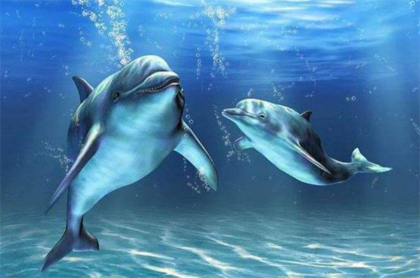 海洋哺乳动物睡着后会被淹死吗 为什么
