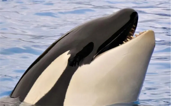 鲸也是哺乳动物 它的奶人能不能喝 为什么