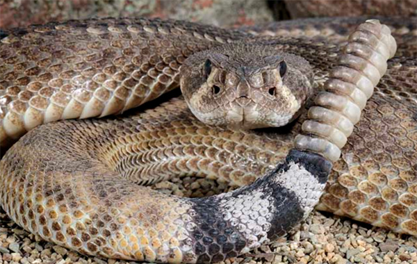 蛇生活在什么地方 它们的天敌有毒吗 为什么