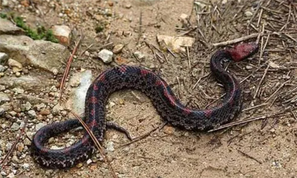 蛇生活在什么地方 它们的天敌有毒吗 为什么
